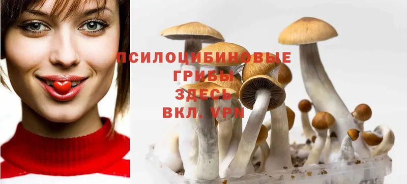 Галлюциногенные грибы Cubensis Нарьян-Мар